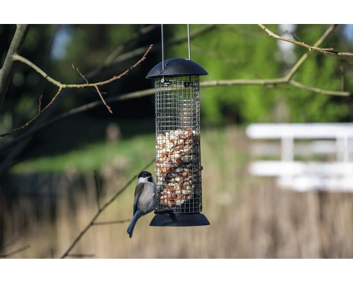 Pasăre la un hrănitor pentru păsări umplut cu alune