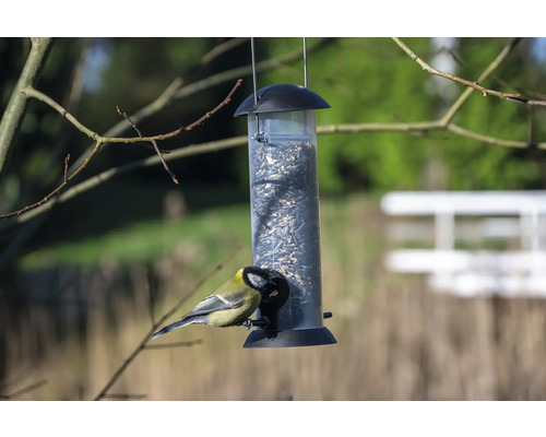 Pasăre la hrănitoare cu semințe