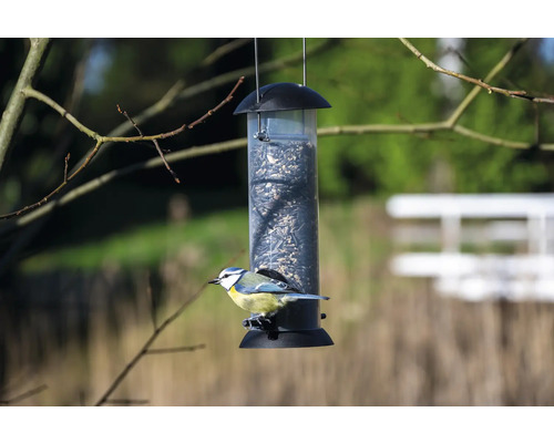 Pițigoi albastru pe o hrănitoare suspendată cu semințe