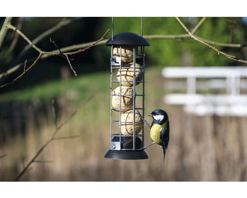 Hrănitoare pentru păsări cu bulgări de grăsime și pițigoi mare