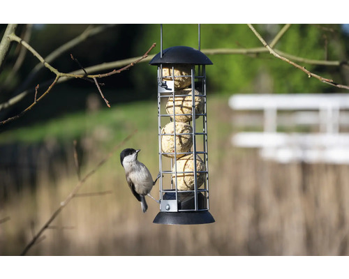 Suport pentru găluște de seu cu o pițigoi mare care mănâncă