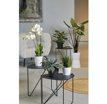 Plante de interior decorative pe măsuțe laterale negre într-o sufragerie