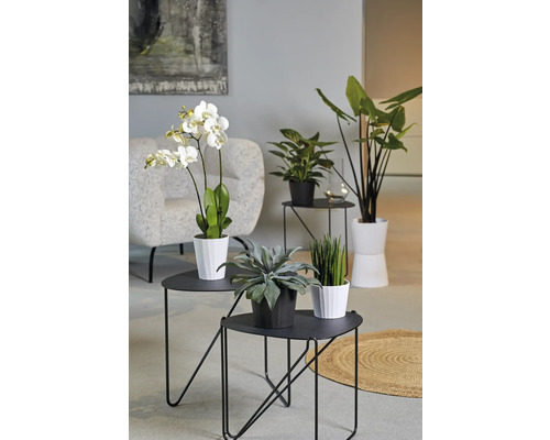 Plante de interior decorative pe măsuțe laterale negre într-o sufragerie