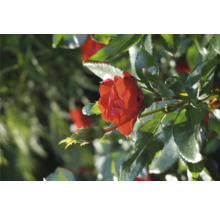 Trandafir FloraSelf Rose 'Zepeti' ® H 30-40 cm Co 6 L-thumb-5