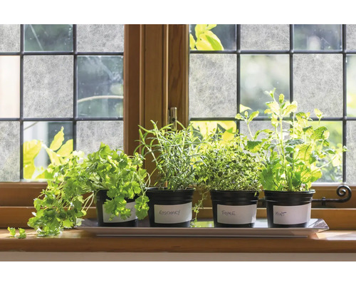 Grădină de ierburi cu coriandru, rozmarin, cimbru și mentă pe o pervază