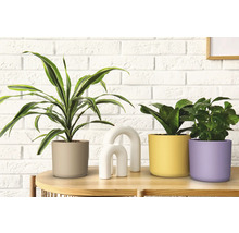 Aranjament cu plante de interior în ghivece și decorațiuni pe o masă în fața unui perete de cărămidă.