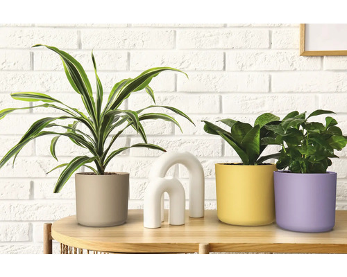 Aranjament cu plante de interior în ghivece și decorațiuni pe o masă în fața unui perete de cărămidă.