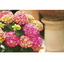 Prim-plan cu un hortensie cu flori roz