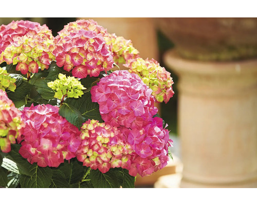 Prim-plan cu un hortensie cu flori roz