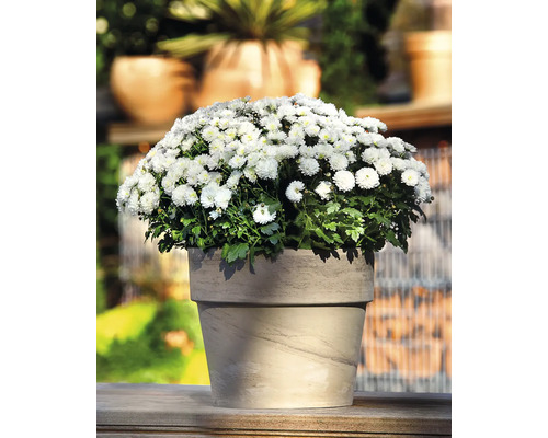 Crizantemă în ghiveci pentru exterior