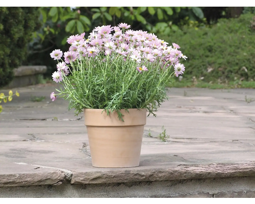 Ghiveci cu margarete pe terasă de piatră