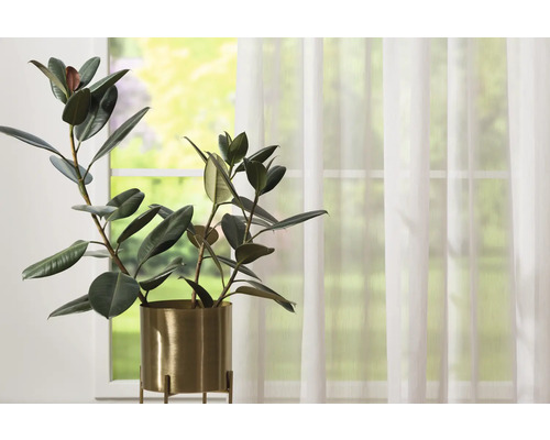 Ficus elastica într-un ghiveci