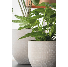Mască ghiveci Amarante ceramică porțelanată Ø 29 cm H 26 cm crem-thumb-4 Mască ghiveci Amarante ceramică porțelanată Ø 29 cm H 26 cm crem-thumb-4