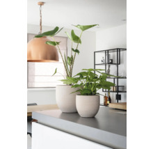 Mască ghiveci Amarante ceramică porțelanată Ø 29 cm H 26 cm crem-thumb-2 Mască ghiveci Amarante ceramică porțelanată Ø 29 cm H 26 cm crem-thumb-2
