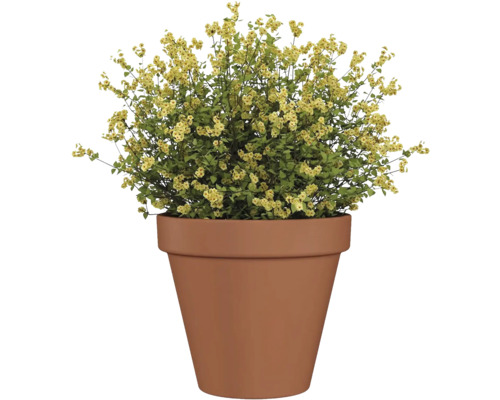 Plantă la ghiveci cu flori galbene în recipient maro