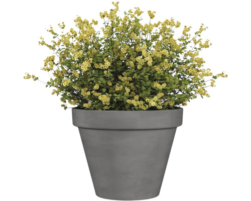 Plantă cu flori galbene în ghiveci gri