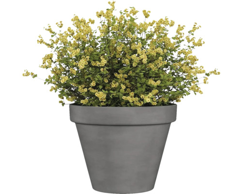 Plantă cu flori galbene în ghiveci