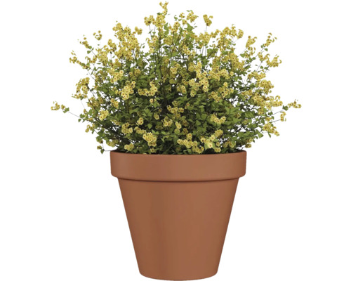 Plantă cu flori galbene în ghiveci