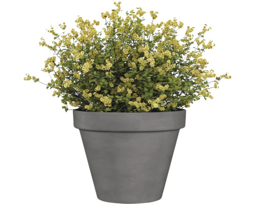 Plantă cu flori galbene într-un ghiveci