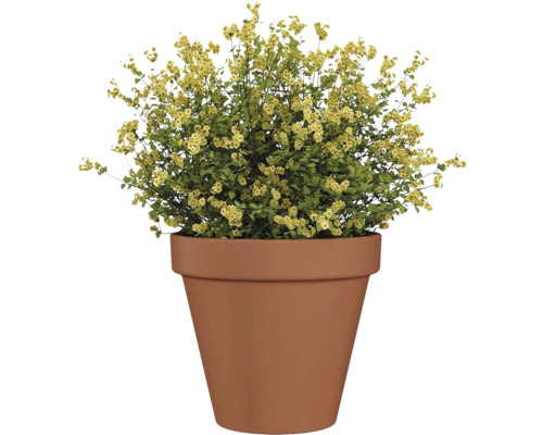 Plantă cu flori galbene într-un ghiveci