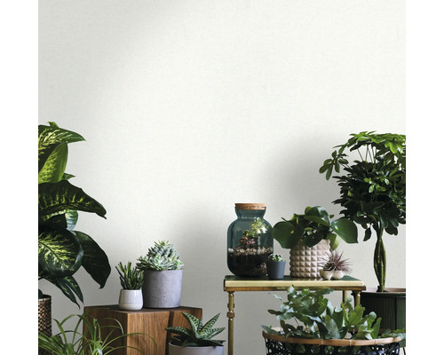 Interior cu diverse plante de apartament pe mese și rafturi, atmosferă luminoasă și prietenoasă.