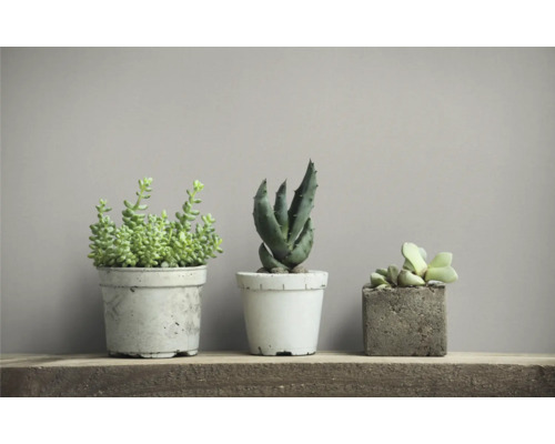 Trei suculente în ghivece pe un raft de lemn.