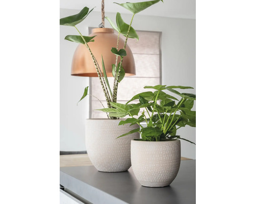 Două plante de interior în ghivece cu model pe o suprafață.