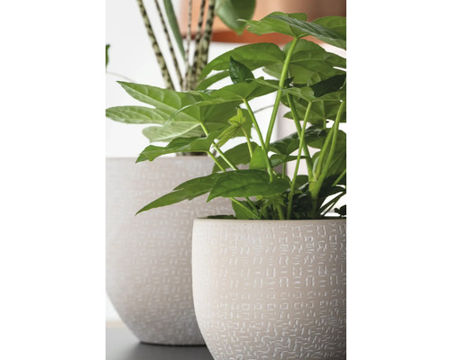 Două plante de interior în ghivece de flori texturate.