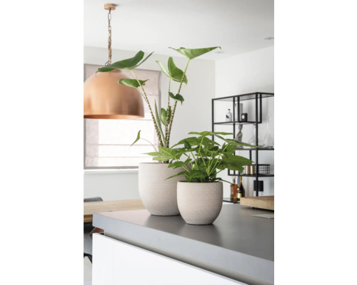 Fotografie de interior a unei bucătării moderne cu două plante de interior în ghivece pe un blat