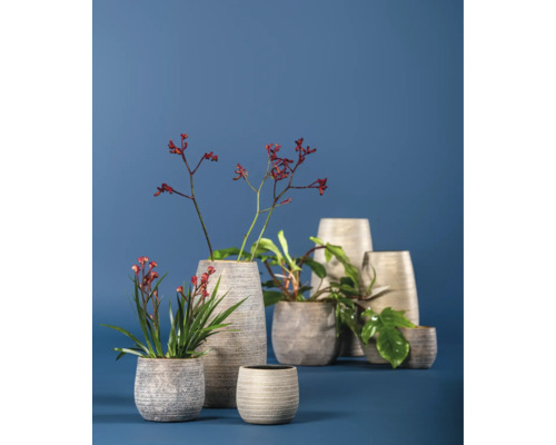 Diverse jardiniere plantate pe un fundal albastru