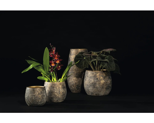 Diverse ghivece de flori și vaze cu plante pe un fundal întunecat