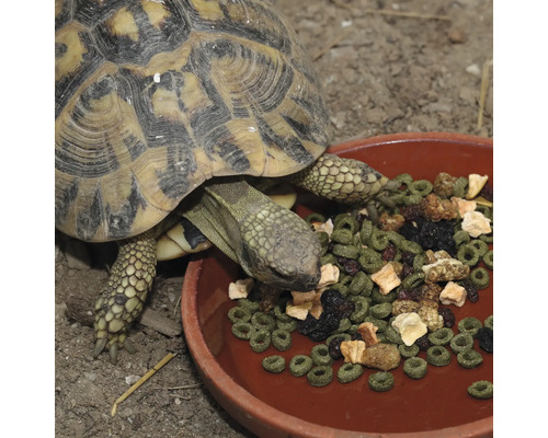 O broască țestoasă mănâncă hrană dintr-un castron.