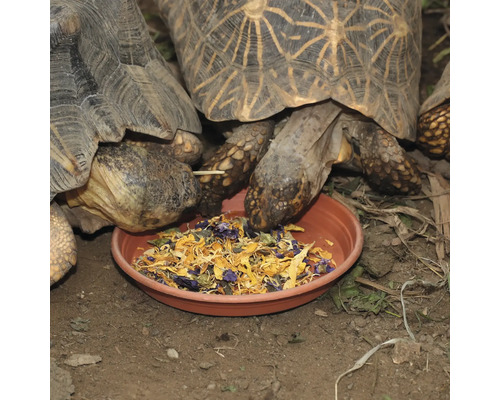 Țestoasele cu stele mănâncă hrană dintr-un castron.