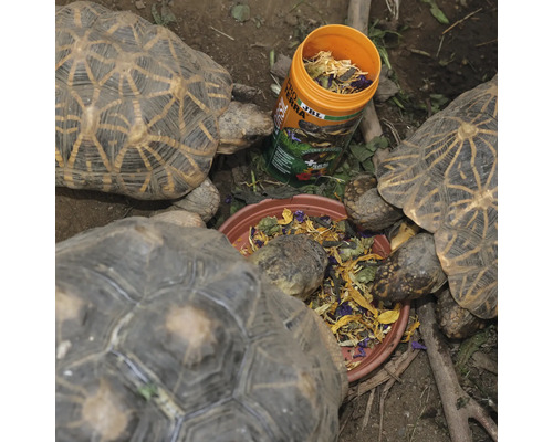 "Țestoasele mănâncă hrană dintr-un bol
