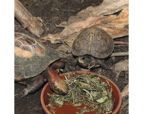 Două țestoase mănâncă într-un bol în terariu.