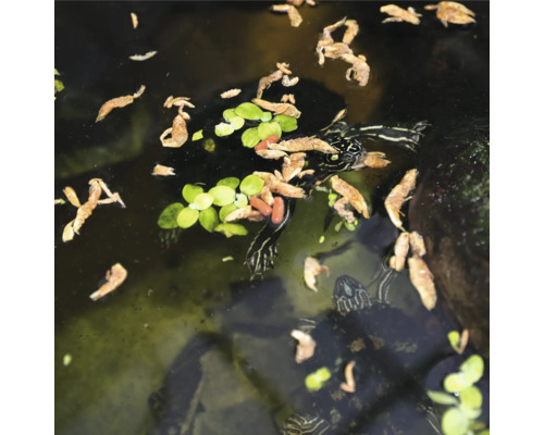 Iaz cu țestoase, hrană și plante acvatice