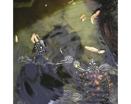 Doi broaște țestoase de apă înoată în iaz