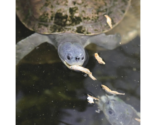 Țestoasă cu pește în gură în apă