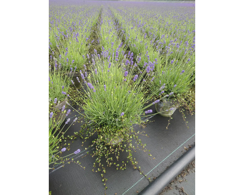 Câmp de lavandă cu plante de lavandă în ghivece pe o prelată neagră