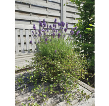Lavandă și alte plante într-un ghiveci pe o bancă de lemn