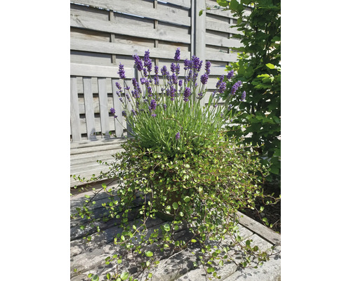 Lavandă și alte plante într-un ghiveci pe o bancă de lemn