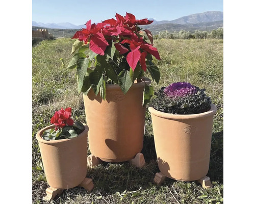 Trei jardiniere de teracotă cu diverse plante afară
