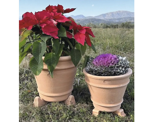 Două ghivece de flori din teracotă cu plante în grădină.