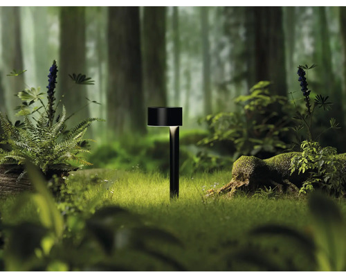 Lampa de grădină în pădure