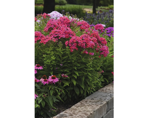 Prim-plan cu flori de flox roșii și echinacea roz într-o grădină.