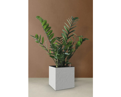 Zamioculcas plantă de apartament într-un ghiveci alb