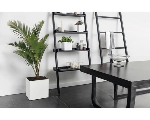 Vedere a camerei cu o plantă în ghiveci, raft și masă