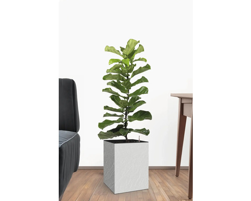 Ficus lyrata în ghiveci