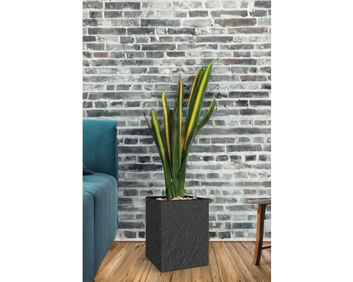 Plantă de interior într-un ghiveci negru în fața unui perete de cărămidă