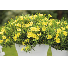 Halimium FloraSelf Halimium 'April Sun' H 20-25 cm Co 2,5 L
